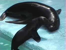 Sea Lions, mother and baby, at the Combe Martin Wildlife & Dinosaur Park
